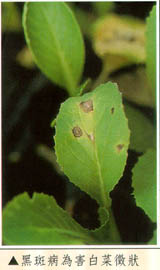 黑斑病為害白菜徵狀