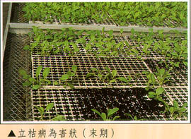 立枯病為害狀(末期)