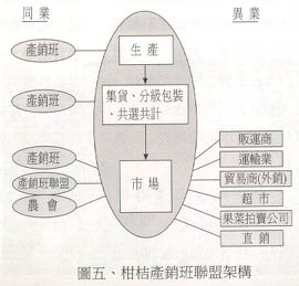 圖五、柑桔產銷班聯盟架構 圖五、柑桔產銷班聯盟架構