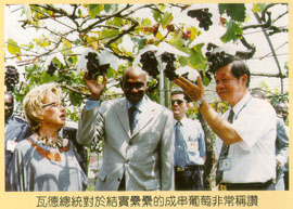 瓦德總統對於結石纍纍的成串葡萄非常稱讚