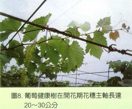 葡萄健康樹在開花期花穗主軸長達20～30公分