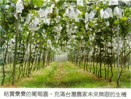 結實纍纍的葡萄園，充滿台灣農家未來無限的生機