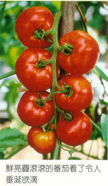 鮮亮圓滾滾的番茄看了令人垂涎欲滴