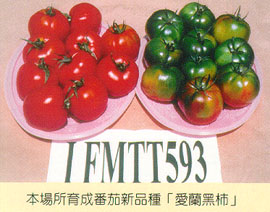 本場所育成番茄新品種-愛蘭黑柿