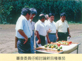 審查委員仔細討論新品種番茄