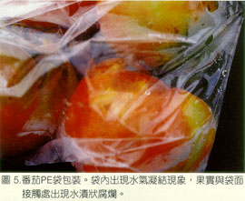 番茄PE袋包裝。袋內出現水氣凝結現象，果實與袋面接觸出現水漬狀腐爛