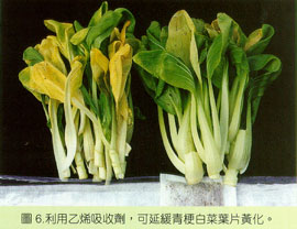 利用乙烯吸收劑，可延緩青梗白菜葉片黃化。