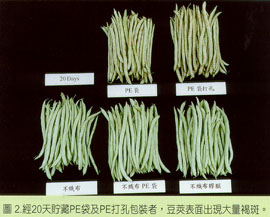 經20天貯藏PE袋及PE打孔包裝者，豆莢表面出現大量褐斑。