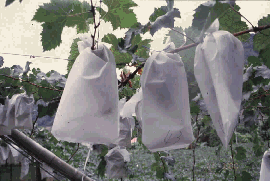 不織布在果樹生產之利用