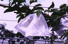 不織布在果樹生產之利用