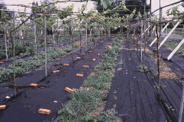 不織布在果樹生產之利用