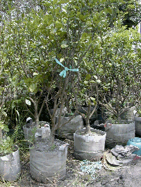 不織布在果樹生產之利用