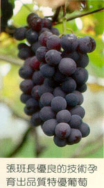 張班長優良的技術孕育出品質特優葡萄