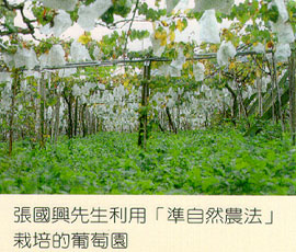 張國興先生利用「準自然農法」栽培的葡萄園