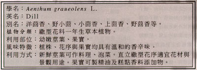 保健香草植物～蒔蘿