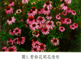 紫錐花開花情形