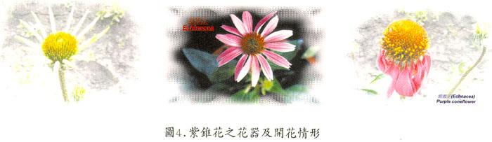 紫錐花之花器及開花情形