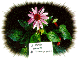 保健植物-紫錐花(Echinacea)之栽培與利用
