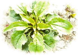 保健植物-紫錐花(Echinacea)之栽培與利用