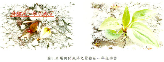 本場田間栽培之紫錐花一年生幼苗