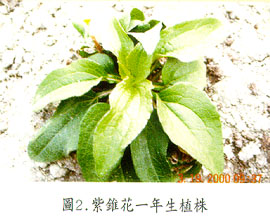 紫錐花一年生植株