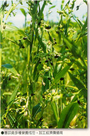 薏苡含多種營養成分，加工經濟價值高