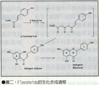 圖二:Flavonoids的生物化合過程 圖二:Flavonoids的生物化合過程
