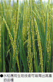 水稻應用於生物技術可培育出高產的品種