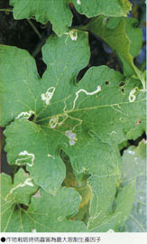 作物栽培時病蟲害為最大限制生產因子