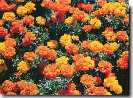 生物技術在~植物老化上之實際應用 生物技術在~植物老化上之實際應用