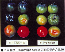 台中亞蔬10號與台中亞蔬4號果果色之比較