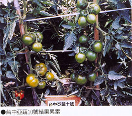 台中亞蔬10號結果纍纍
