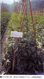 品種特性 品種特性