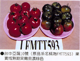 台中亞蔬10號果實成熟期果肩由濃綠色