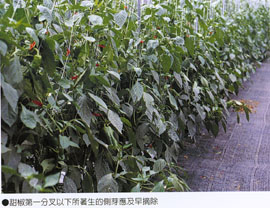 茄果類蔬菜整枝方式 茄果類蔬菜整枝方式