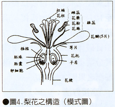 圖4.梨花之構造(模式圖)