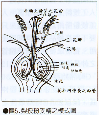 圖5.梨授粉授精之模式圖
