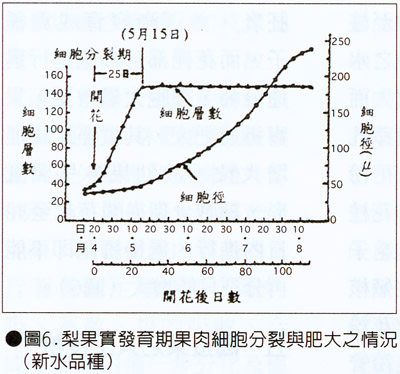 圖6.梨果實發育期果肉細胞分裂與肥大情況(新水品種)