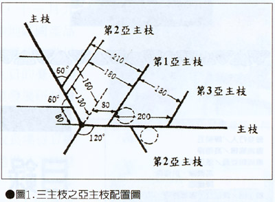 圖一.三主枝之亞主枝配置圖