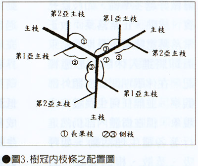 圖3.樹冠內枝條之配置圖