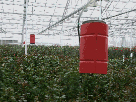 以桶內裝硫磺薰硫磺抑制白粉病