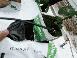 介質栽培—以岩棉及泥炭土培育玫瑰花