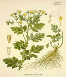 保健植物—小白菊