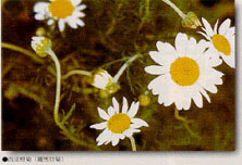 羅馬甘菊