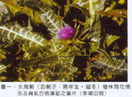 圖一.水飛薊(奶薊子：兩年生，越冬)植株開花情形及異乳白色葉脈之葉片