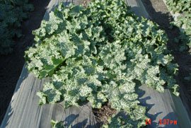 保健植物－水飛薊