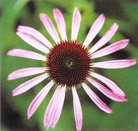 松果菊、紫錐花