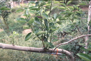 圖五、傷口萌發之不定芽，如果沒有整理，形成簇生之新梢。
