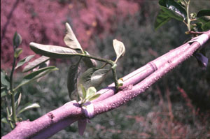 圖八、新梢進行捻枝，抑制其發育成徒長枝。