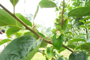 圖十二、未進行疏蕾養分不夠分配，反而容易發生生理落果